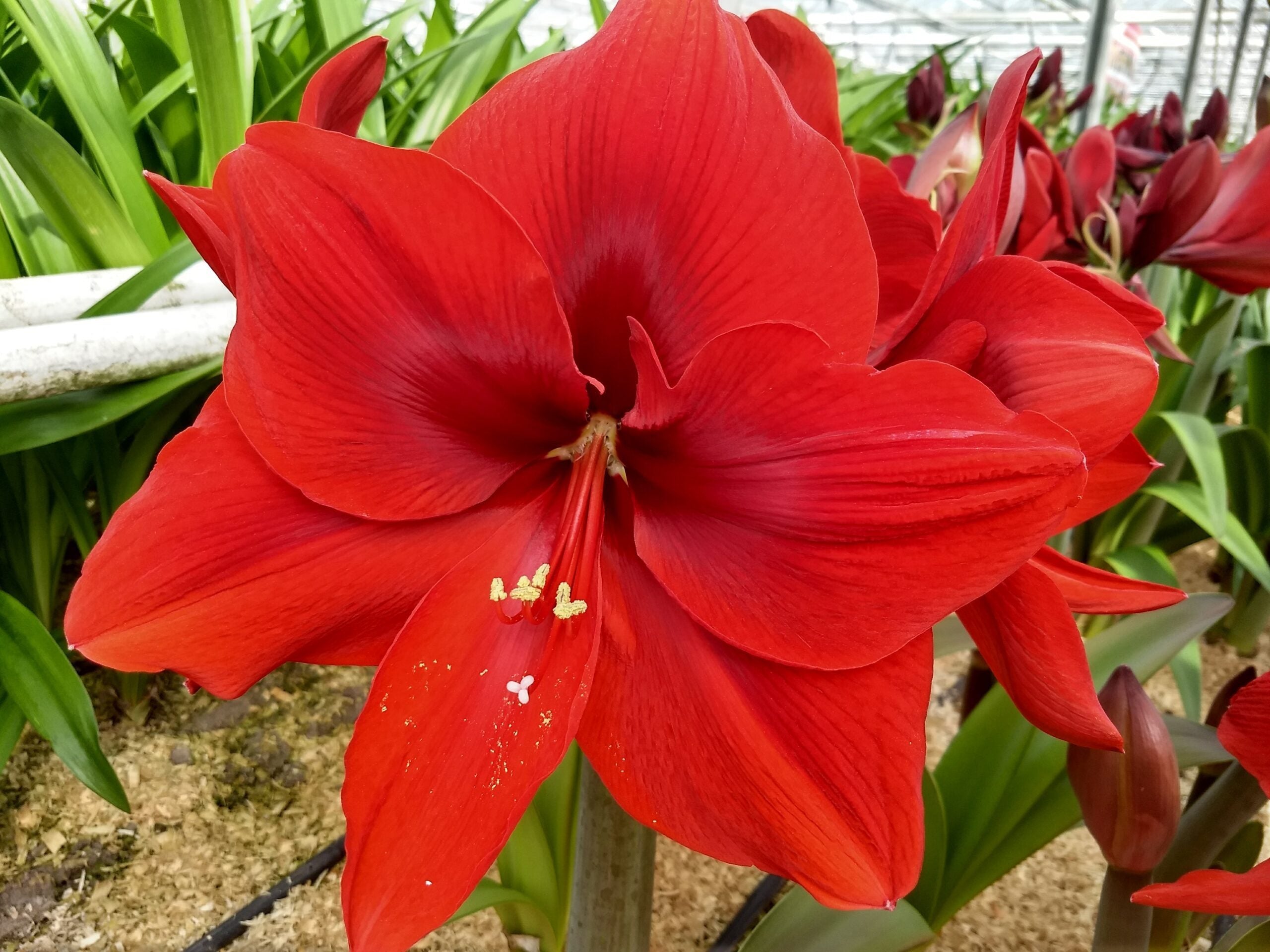 The Red Cream Amaryllis flower in full bloom, showcasing large, vibrant petals and a central cluster of white and yellow stamens, set against a background of green leaves within a greenhouse environment.