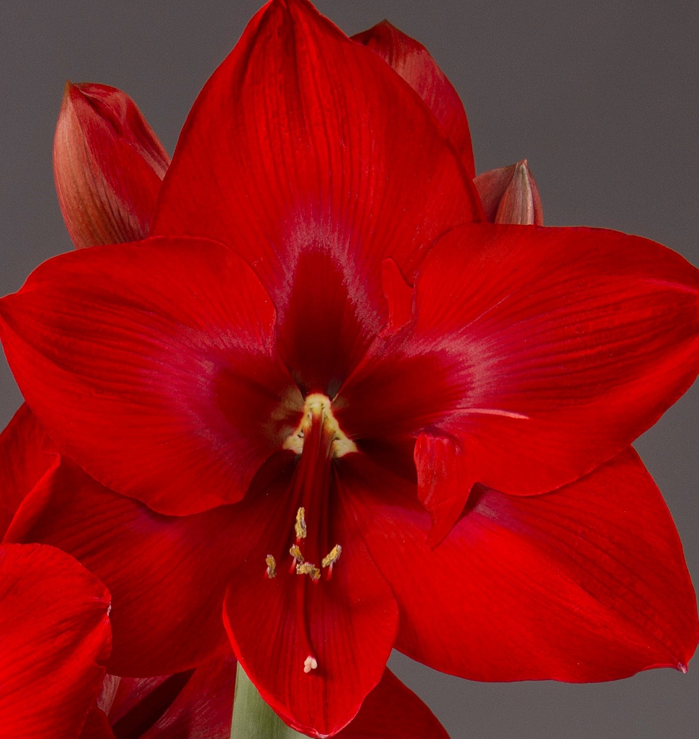 Close-up of a Red Cream Amaryllis - Bare Bulb flower with detailed petals and a subtle sparkle, set against a plain dark background. The flower's stamen and pistil are clearly visible, showcasing its intricate structure and vivid color.