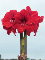 Vibrant red amaryllis flowers blooming from a bulb with green stems against a pale sky background.