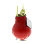 A red waxed amaryllis bulb with green buds emerging  and a silver 'no water flowers' hangtag around the neck of the bulb.