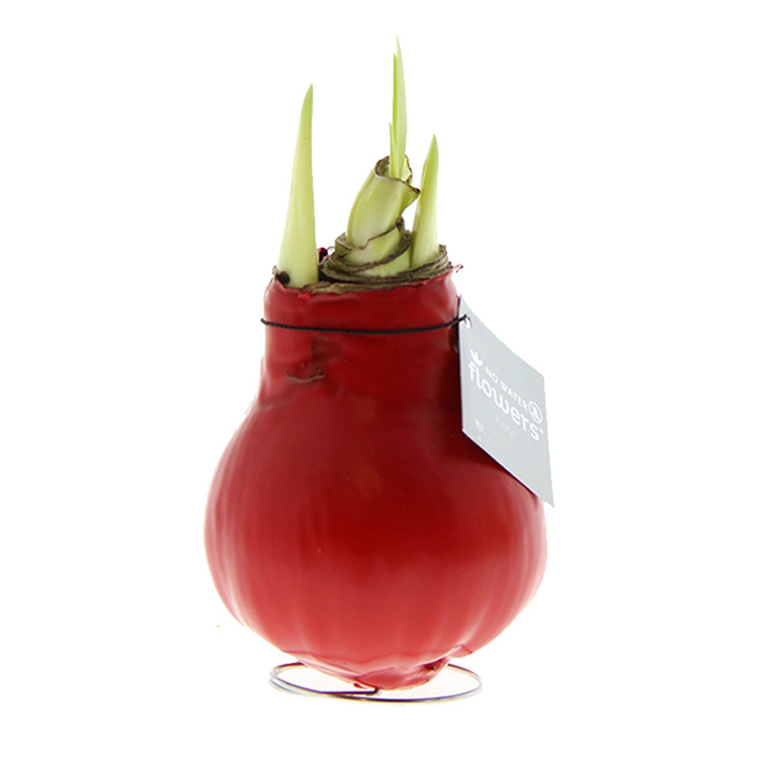 A red waxed amaryllis bulb with green buds emerging  and a silver 'no water flowers' hangtag around the neck of the bulb.