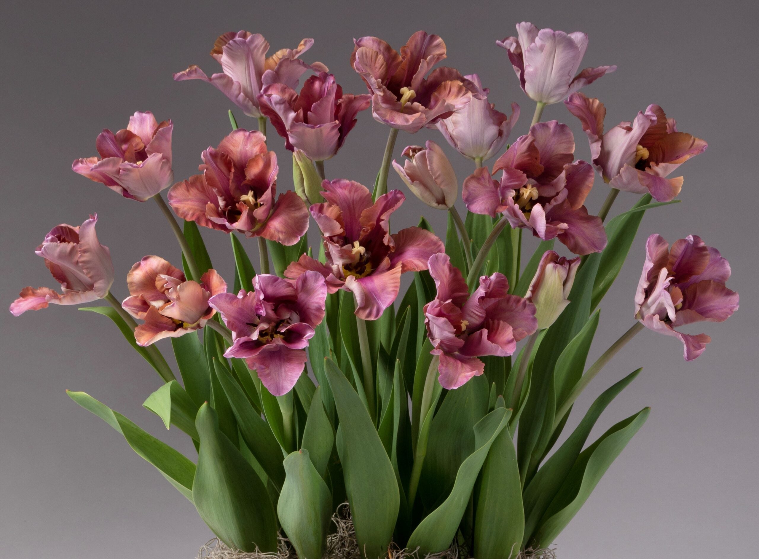 A bouquet of vibrant pink and purple Vovos Potted Tulips with green leaves set against a neutral gray background. The tulips, featuring ruffled edges, are in full bloom, creating a striking and lively floral arrangement.