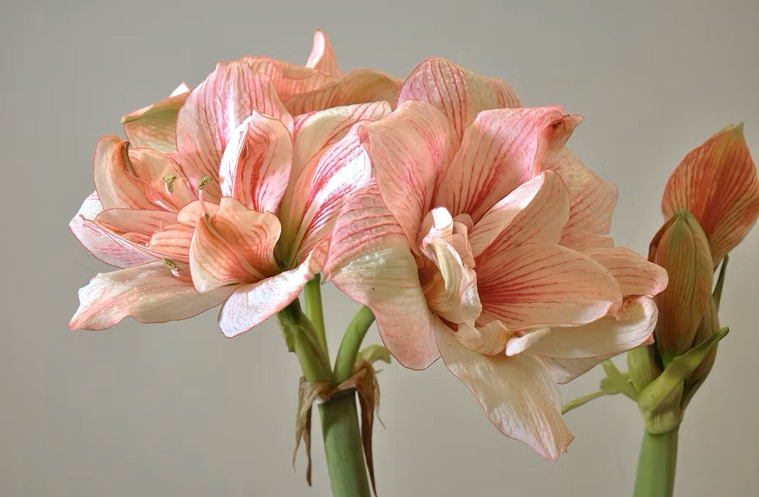 Three Replay Amaryllis blooms with green stems display delicate pink and white petals accented by dark pink veins—two are fully open, one is a partially closed bud—all set against a neutral background.