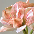 A close-up of the Replay Amaryllis highlights its pale pink, delicate petals accented by darker pink veins, set against a simple light gray background.
