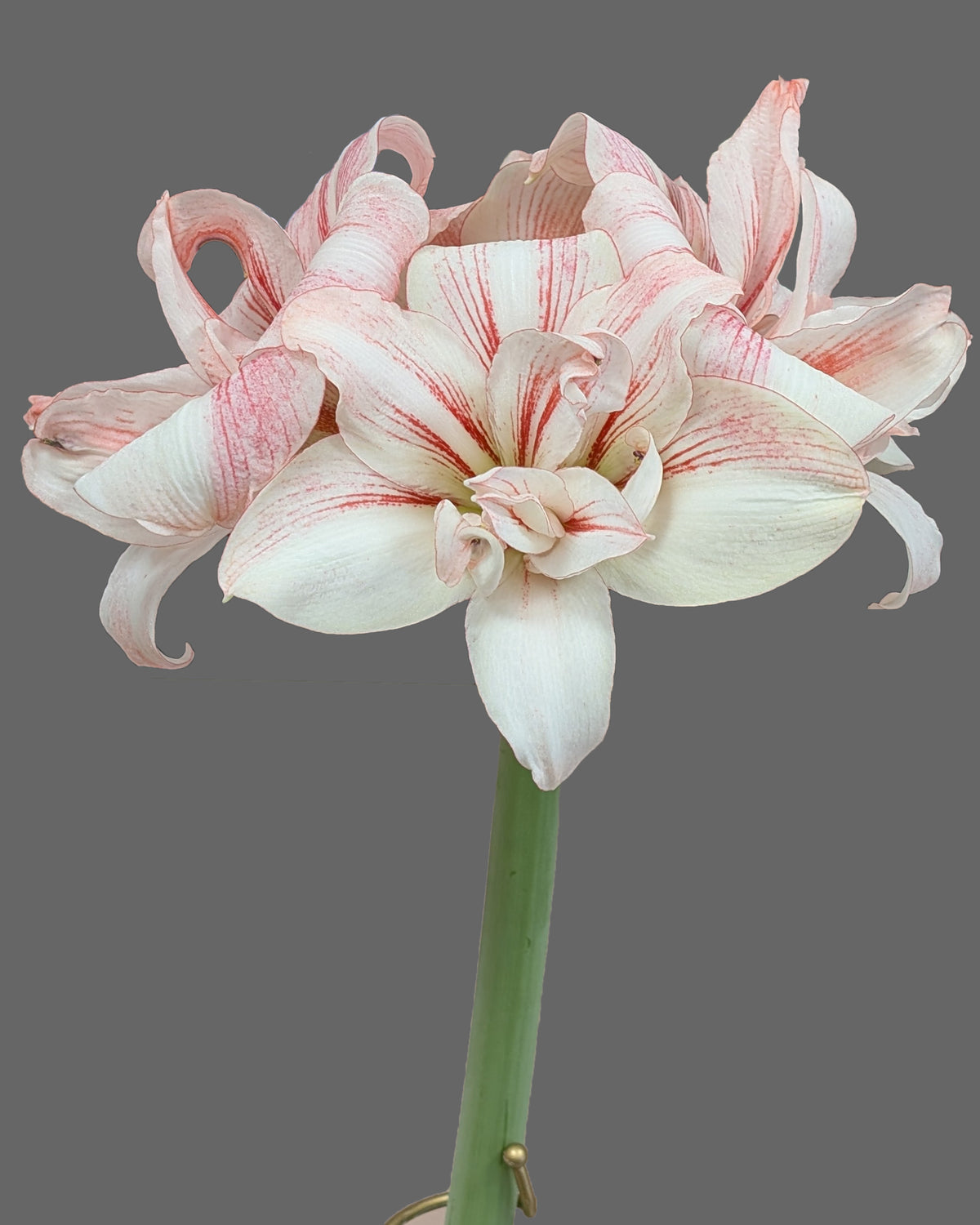 Three white double amaryllis blossoms with red striping sit atop a slender green stem against a grey backdrop.