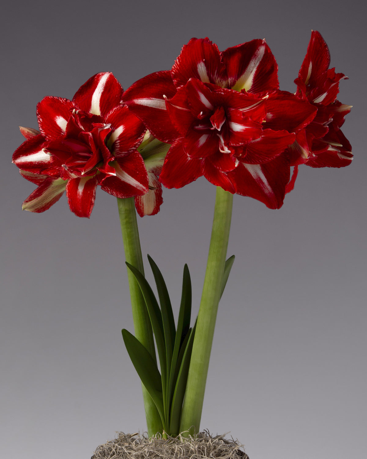 Two stems of double amaryllis blossoms that are deep red with white striping emerge from a base of spanish moss with several dark green leaves.