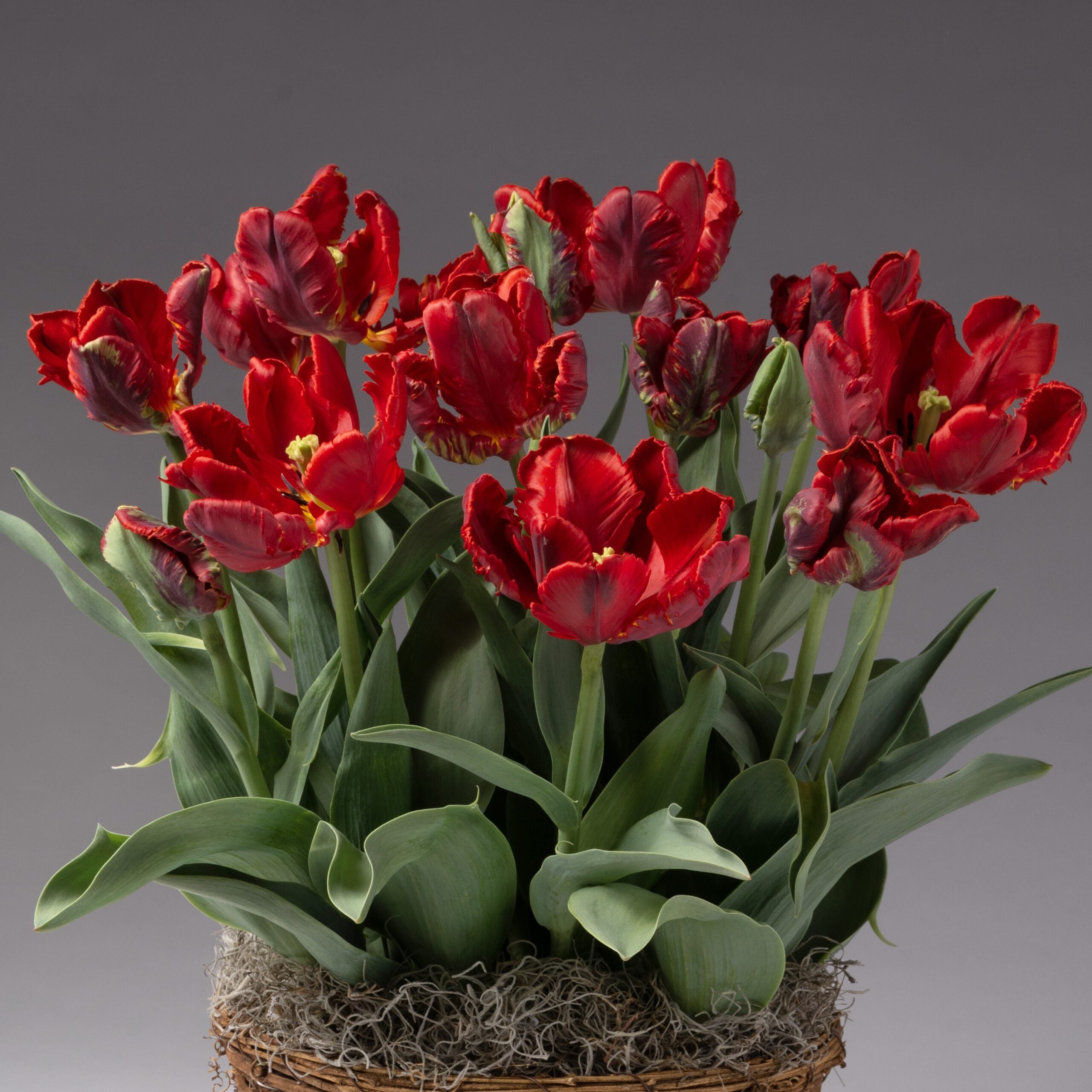 A basket filled with vibrant Rococo Potted Tulips in full bloom, showcasing ruffled red petals with yellow accents in the center. Lush green leaves provide a stunning backdrop against the moss-lined basket, all set against a neutral gray background.
