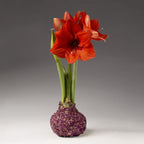 Bulb & Blossom's Rose Petal covered amaryllis bulb will produce multiple stems of vibrant red amaryllis blooms. Bulbs are coated in wax and a layer of fragrant pink rose petals, and need no water or soil to bloom.