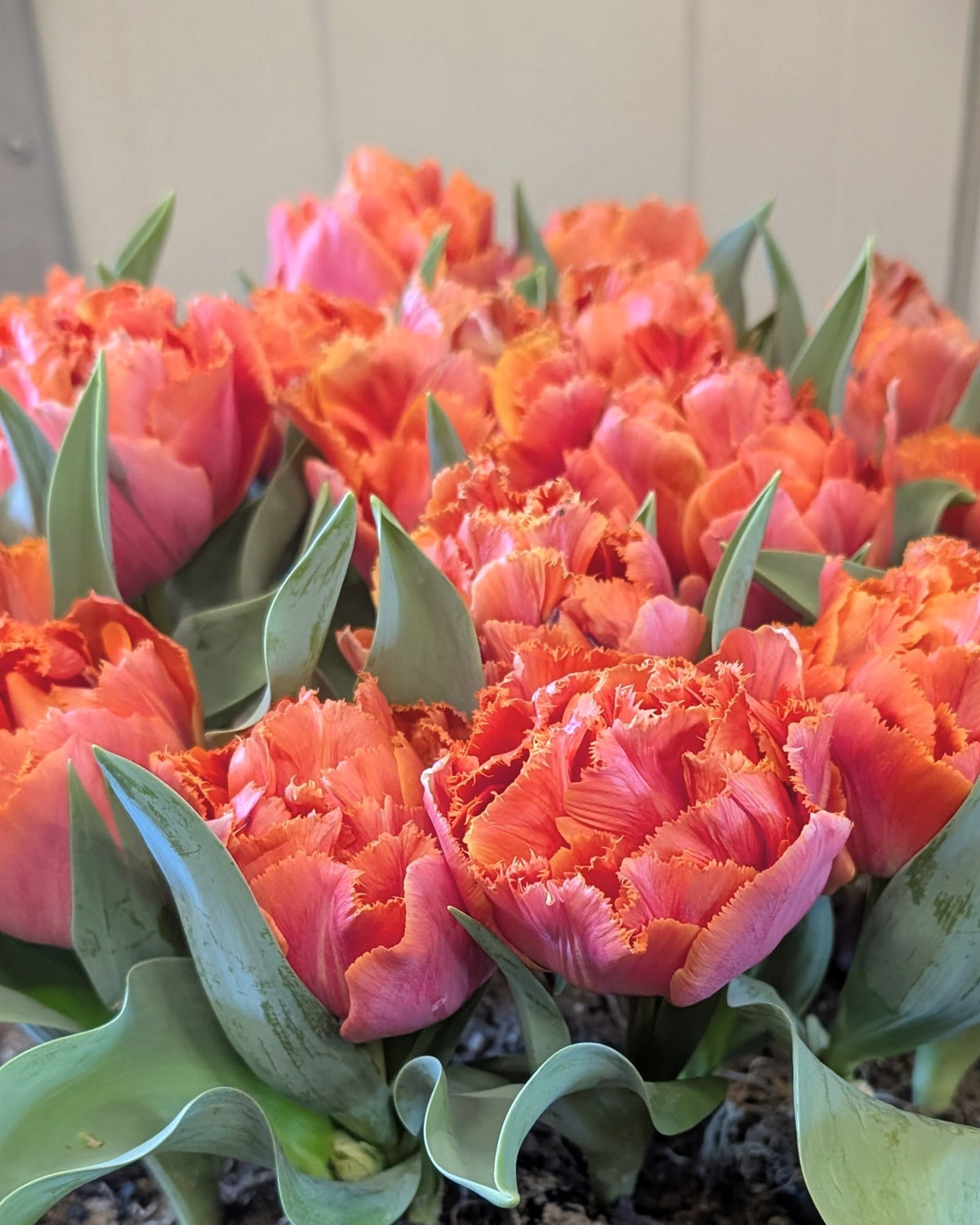 A bundle of orange tulip blossoms with fringed petal edges interspersed with broad green leaves.
