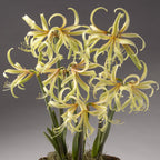 A cluster of delicate, pale yellow Saffron Amaryllis flowers with long, curled petals and slender, green stems emerges from a pot. The intricate, star-like blooms are elegantly arranged against a neutral gray background.