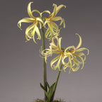 A close-up of two Saffron Amaryllis flowers showcases their striking yellow-green spider lilies with long, slender petals and prominent stamens, set against a plain gray background. The narrow leaves at their base exude a delicate beauty characteristic of the Saffron Amaryllis.