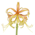 A close-up of a delicate Saffron Amaryllis flower with long, thin, curving petals in shades of saffron yellow and pink. The petals fan out from the center, creating a soft, intricate pattern. The flower is set against a plain white background.