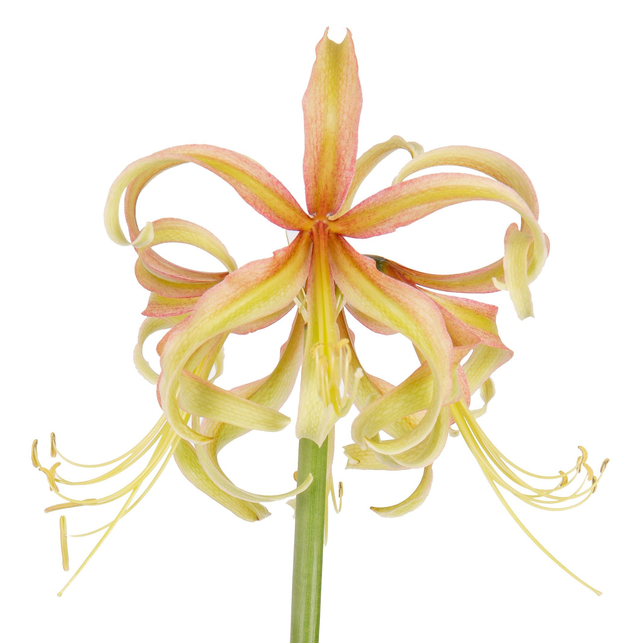 A close-up of a delicate Saffron Amaryllis flower with long, thin, curving petals in shades of saffron yellow and pink. The petals fan out from the center, creating a soft, intricate pattern. The flower is set against a plain white background.