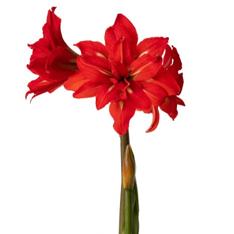 A vibrant Samburu Amaryllis flower in full bloom, its multiple large, red petals elegantly fanning out from a green stem, set against a plain white background.