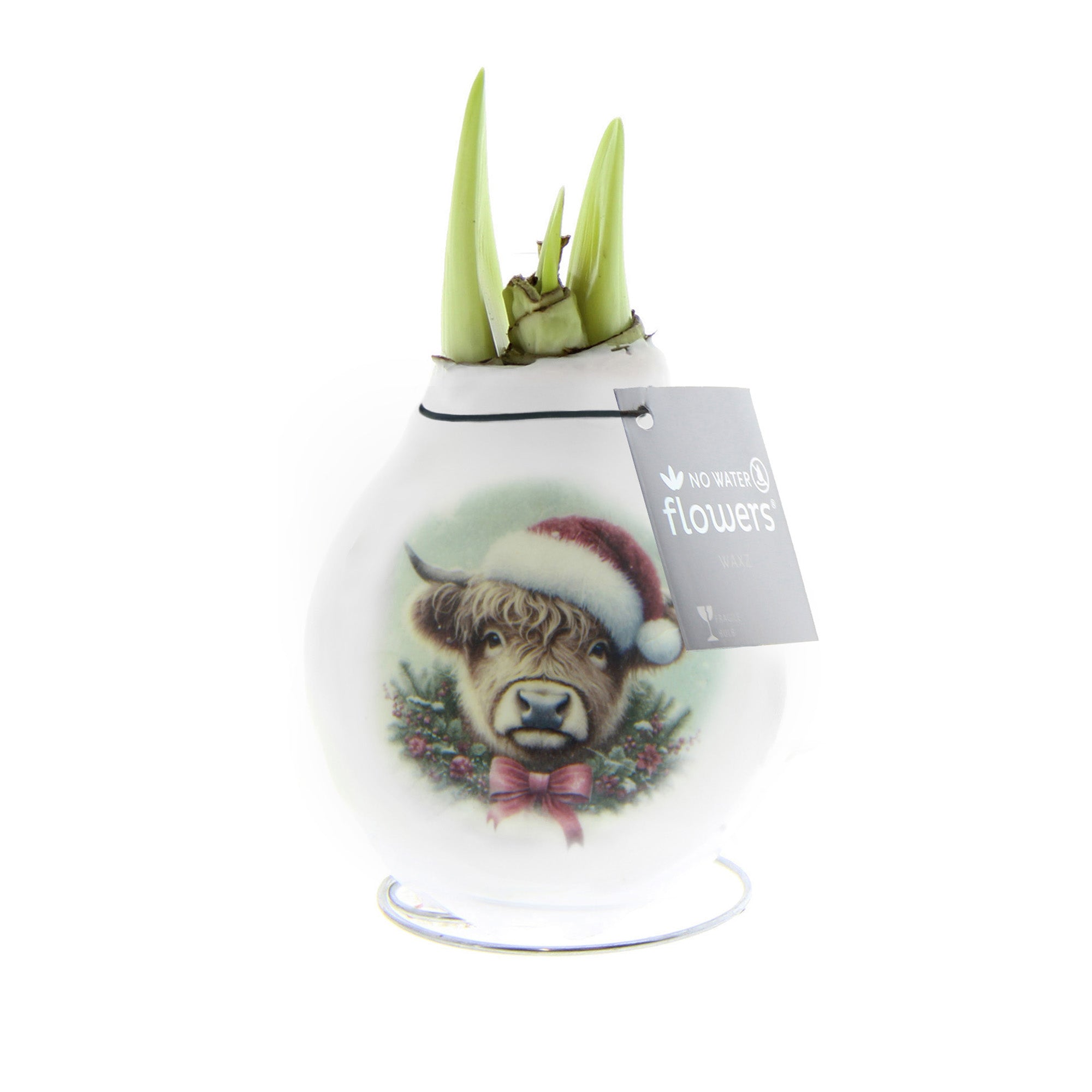 A white waxed amaryllis bulb featuring an image of a highland cow wearing a santa hat. Green amaryllis sprouts are emerging from the neck of the bulb.