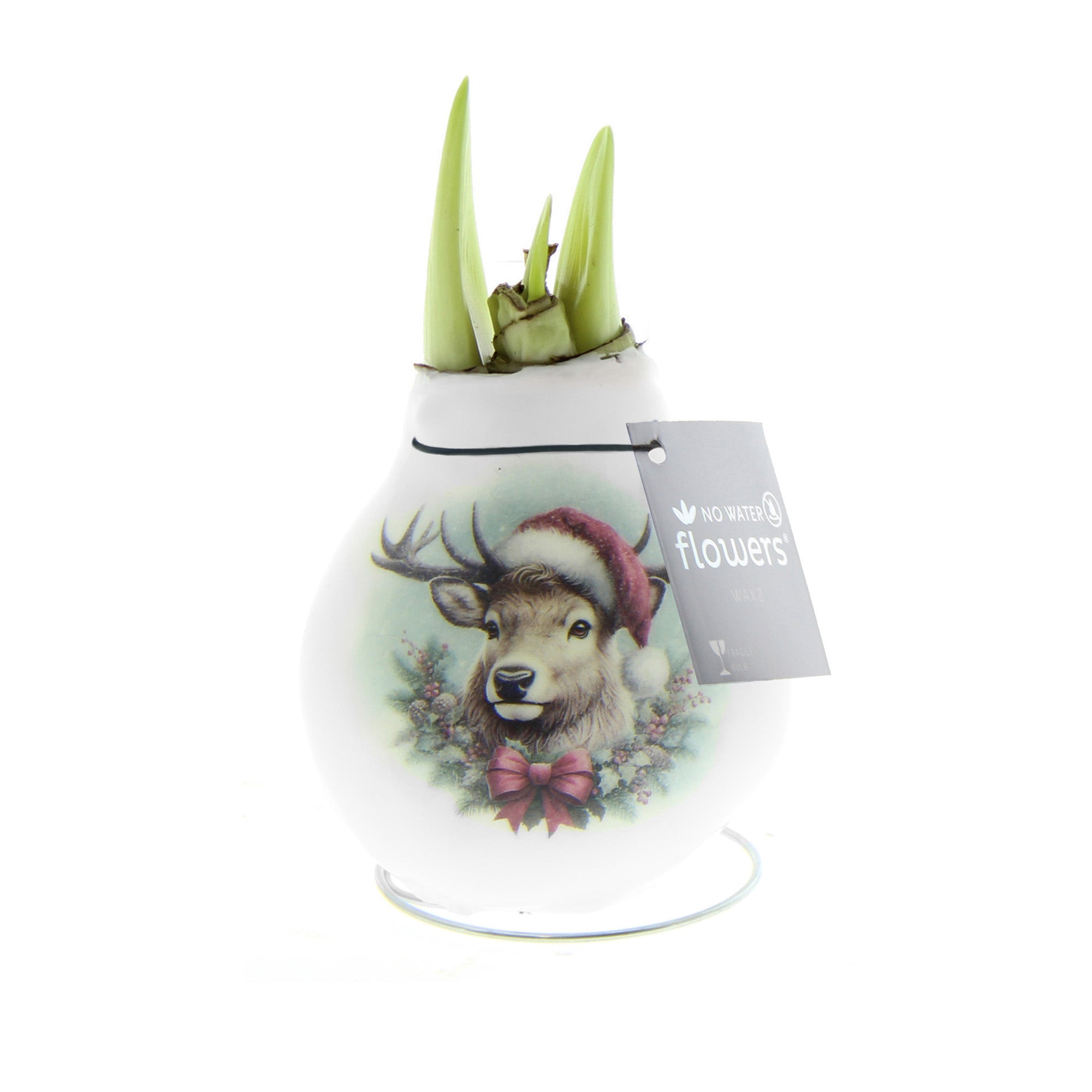A white waxed amaryllis bulb featuring an image of a reindeer wearing a santa hat. Green amaryllis sprouts are emerging from the neck of the bulb.