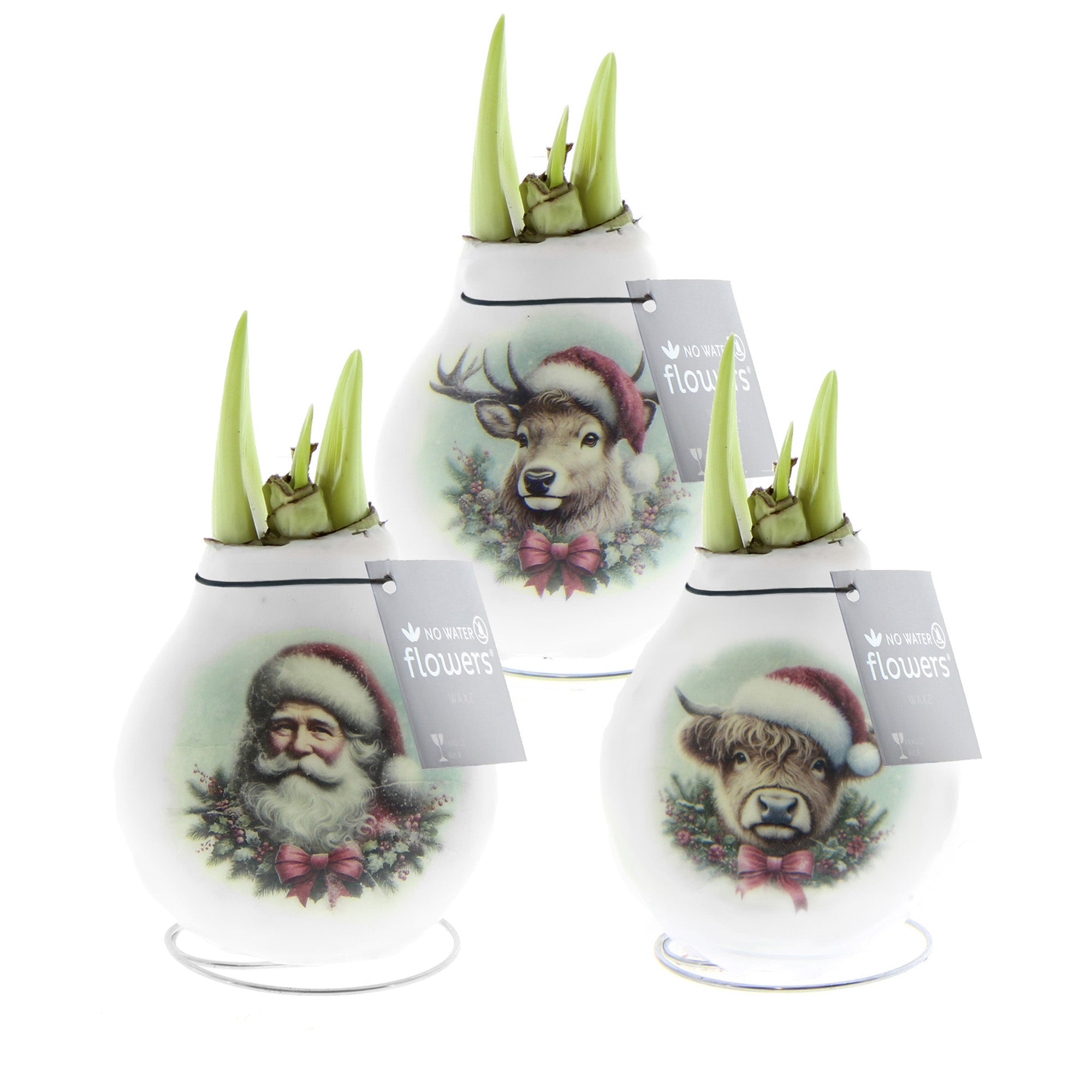 Three white waxed amaryllis bulbs featuring images of santa claus, a reindeer, and a highland cow all in santa hats. Bulbs are arranged in a pyramid and green amaryllis sprouts are emerging.