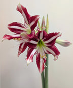 Santiago Dutch amaryllis bulbs from Bulb & Blossom will produce multiple stems of unique trumpet shaped flowers with dramatic red and white stripes.