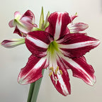 Santiago Dutch amaryllis bulbs from Bulb & Blossom will produce multiple stems of distinctive trumpet shaped flowers with dramatic red and white markings.