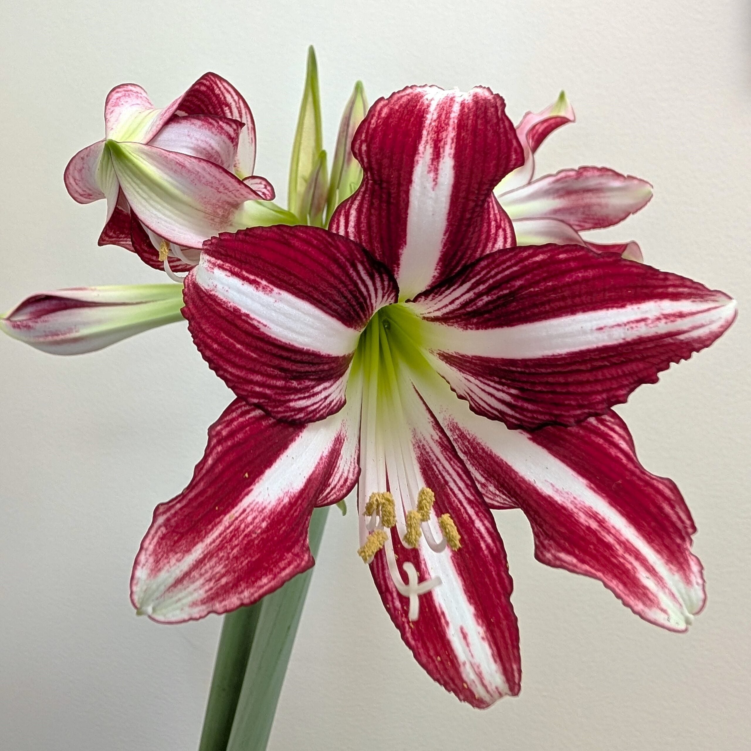 Santiago Dutch amaryllis bulbs from Bulb & Blossom will produce multiple stems of distinctive trumpet shaped flowers with dramatic red and white markings.