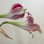 Santiago Dutch amaryllis bulbs from Bulb & Blossom will produce multiple stems of unique trumpet shaped blooms with bold red and white stripes.
