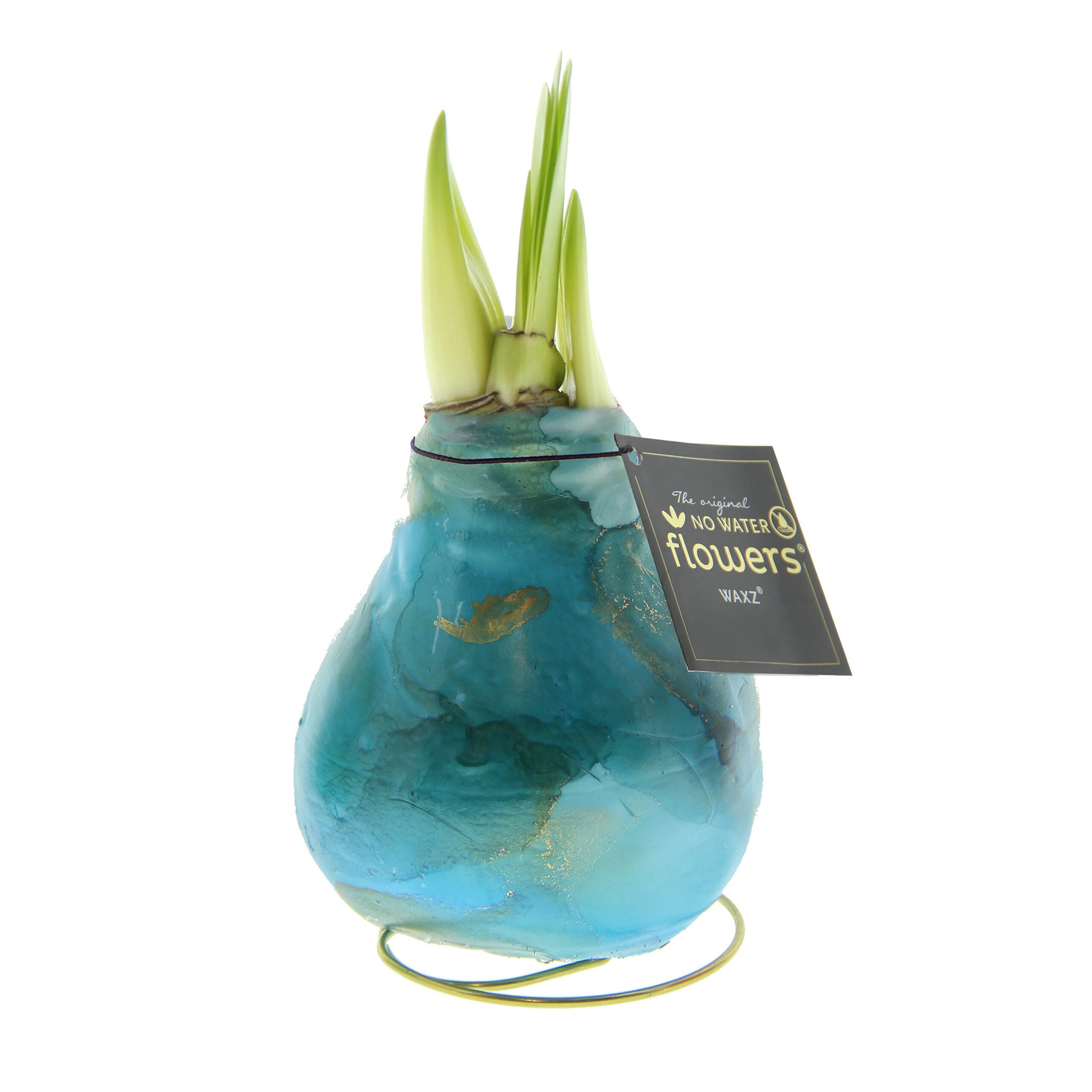 A wax-covered bulb plant with green shoots emerging from the top, the Waxed Amaryllis Bulb Trio - Saturn Swirl features bulbs painted in shades of blue and housed in small green wire stands. A black tag attached to each bulb reads "The Original No Water Flowers Waxz.