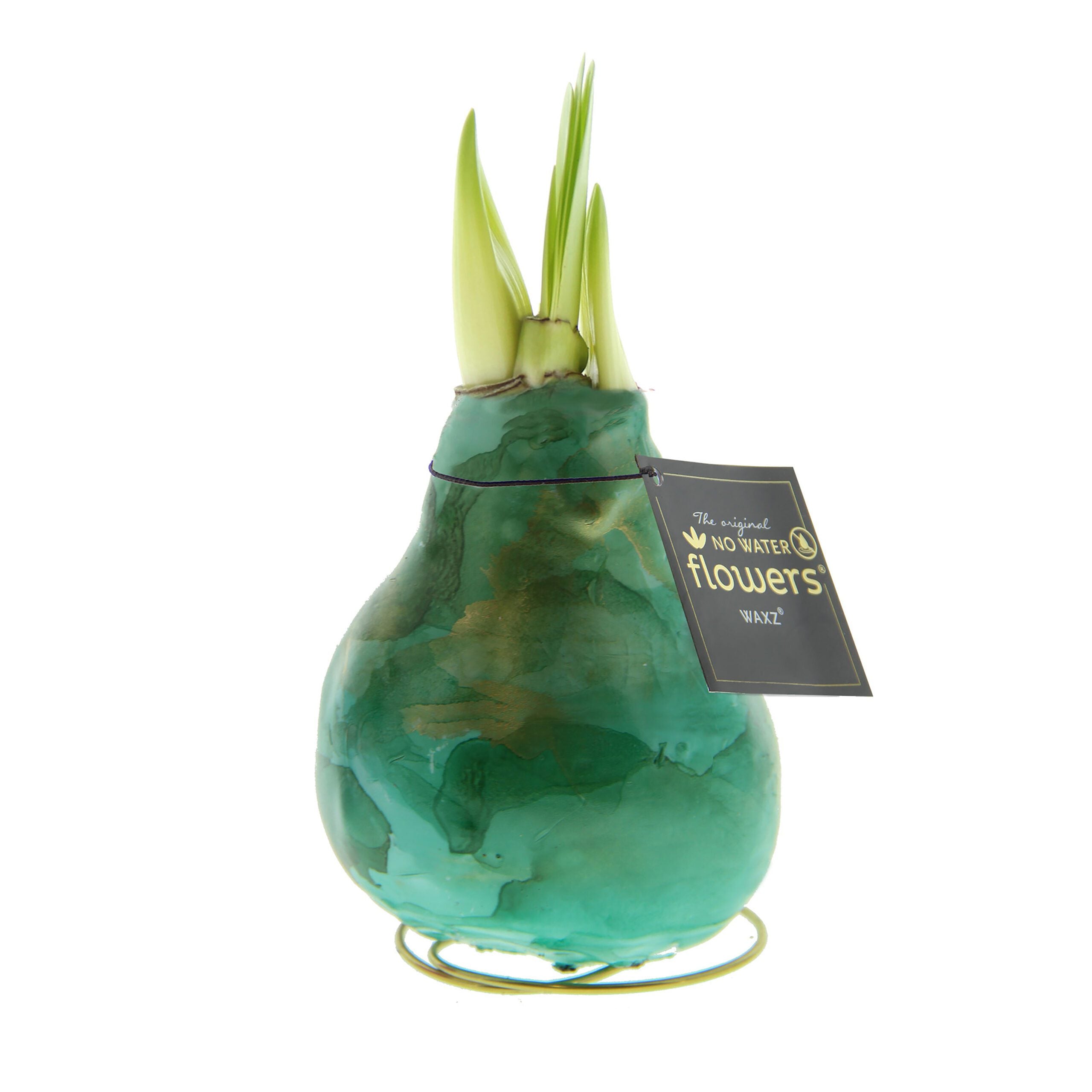 A green wax-coated bulb with green sprouting leaves on top and a tag that reads "Waxed Amaryllis Bulb Trio - Saturn Swirl" against a white background.