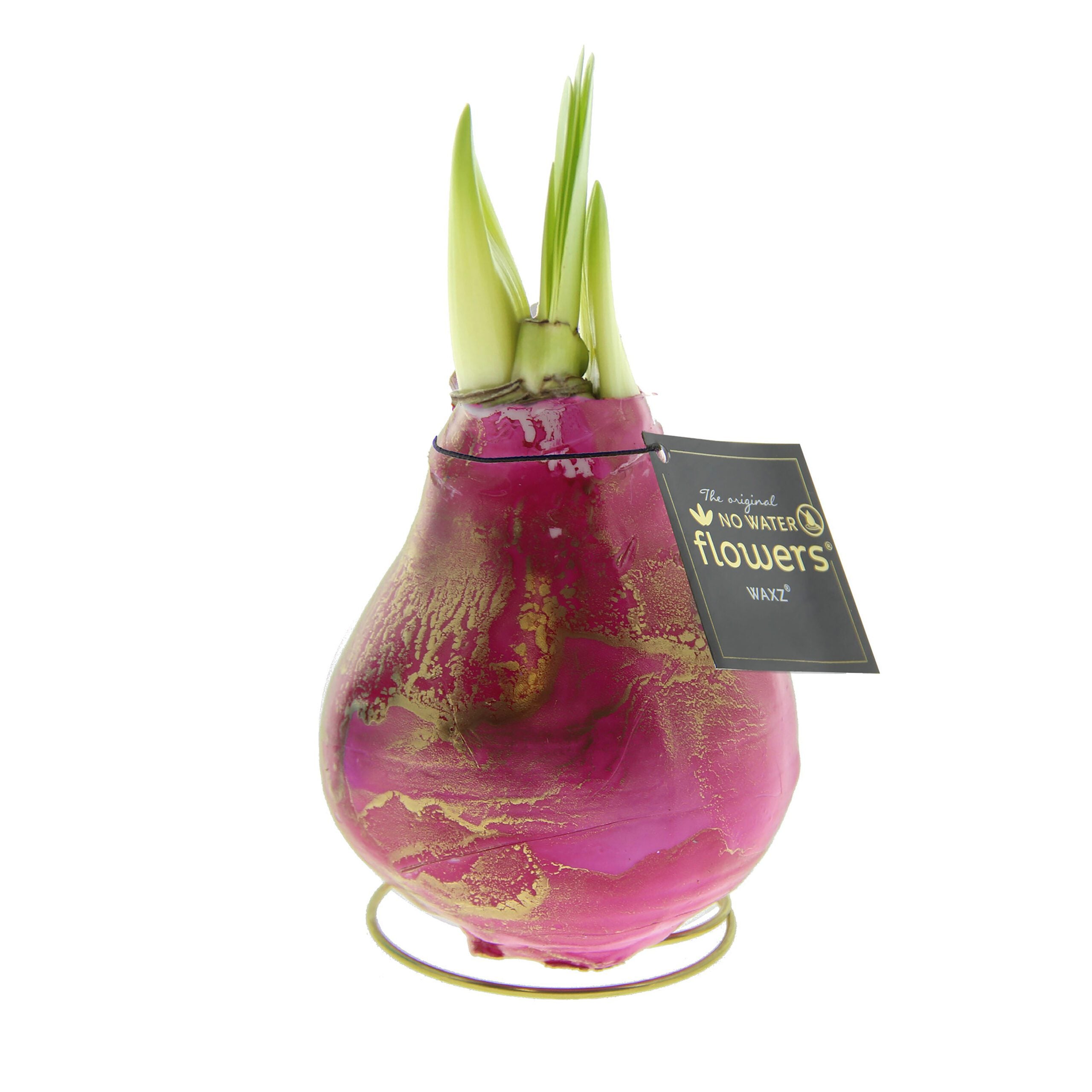 A stylish decorative bulb vase features the Waxed Amaryllis Bulb Trio - Saturn Swirl. The pink and gold vase, complete with green shoots sprouting from the top, includes a black tag with gold text that reads, "The original NO WATER flowers." It elegantly rests on a small, circular gold metal stand.