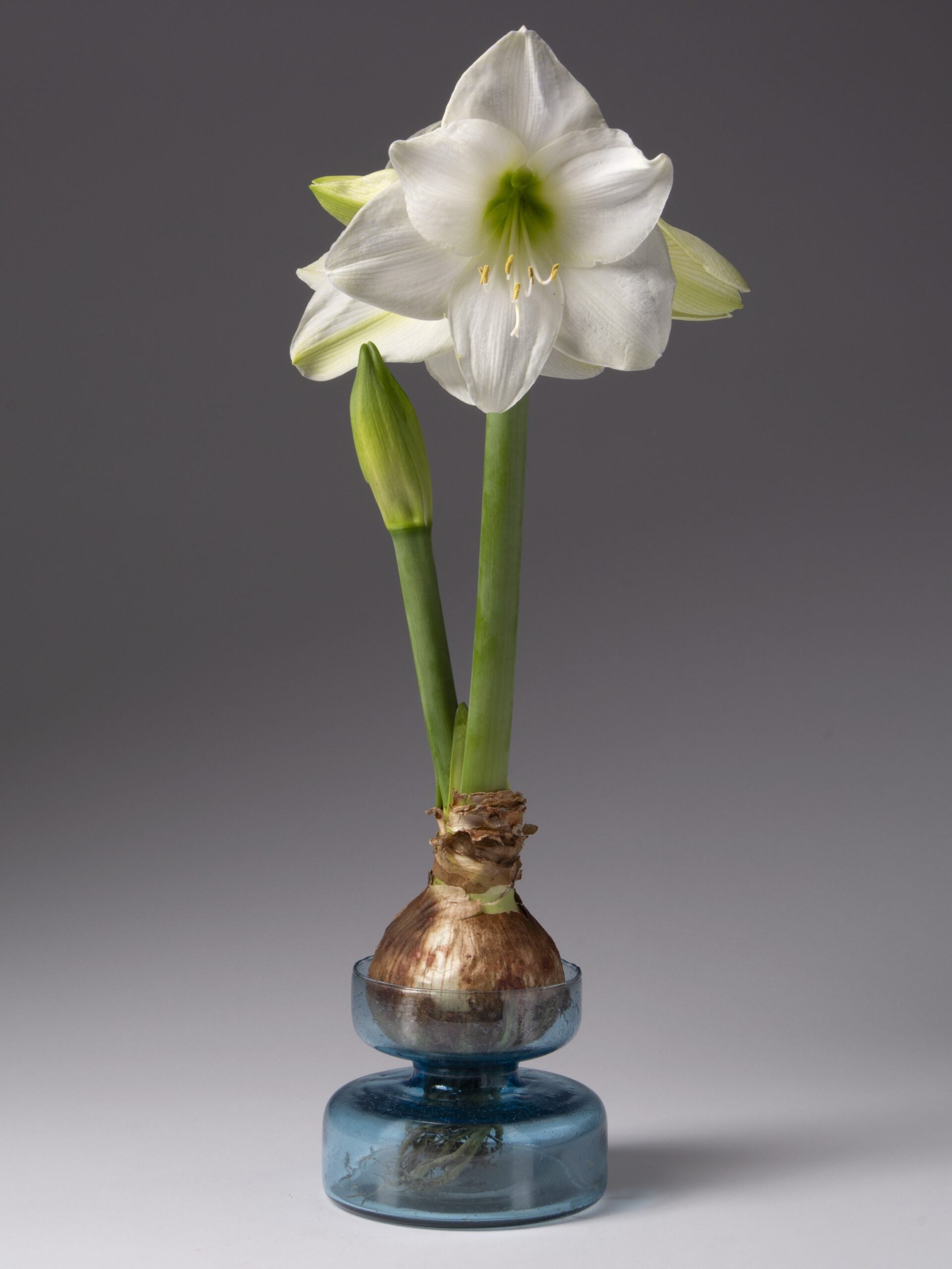 Seeded Glass Bulb Forcing Vase