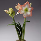 Close-up of a Shine Dream Amaryllis plant showcasing its tall green stems adorned with several large, star-shaped flowers. The blooms are light pink with white centers and delicate veins. Closed buds and long, slender green leaves surround the blossoms, all set against a gray background.