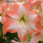 Close-up of a Shine Dream Amaryllis featuring its vibrant orange and white petals with a green center. The flower's long stamens and delicate filaments shine brilliantly, while other similar flowers are blurred in the background.