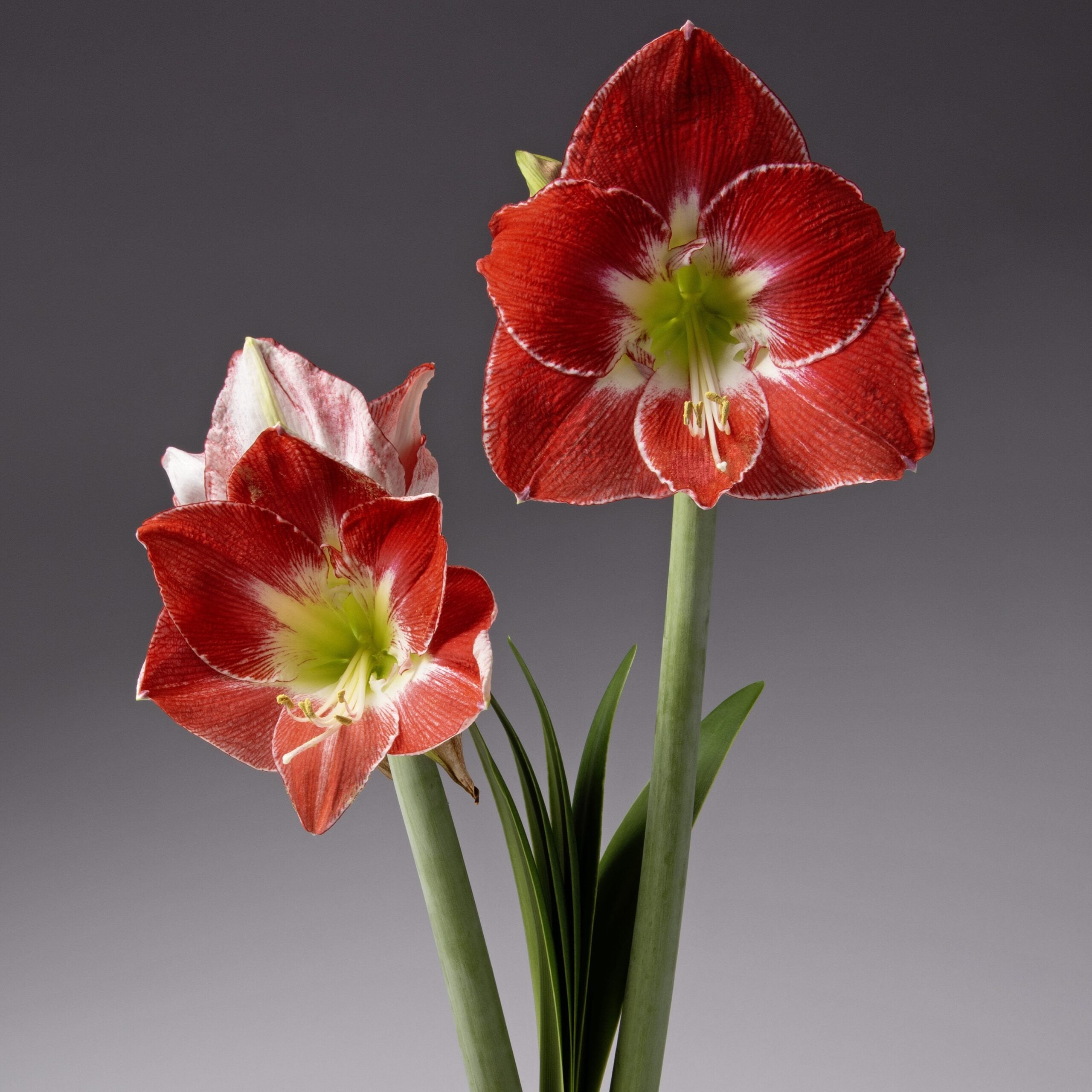Two blooming Silver Dream Amaryllis flowers, with their striking white centers and yellow-green throats, stand out against a grey background. The blossoms are supported by tall green stems adorned with a few broad, lance-shaped leaves.
