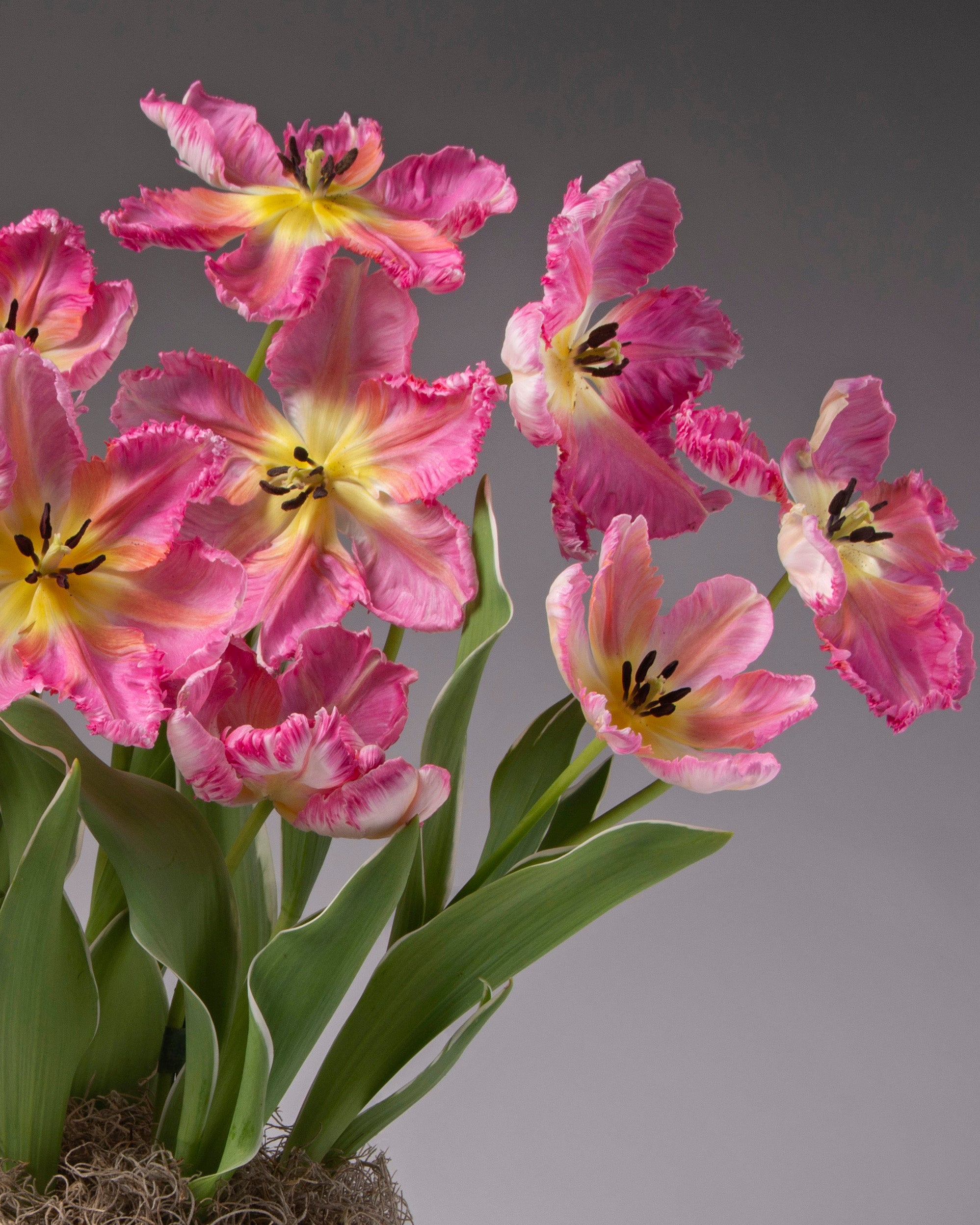 A bouquet of pink tulips with ruffled petals, yellow centers, and green leaves, photographed against a smooth gray studio background.