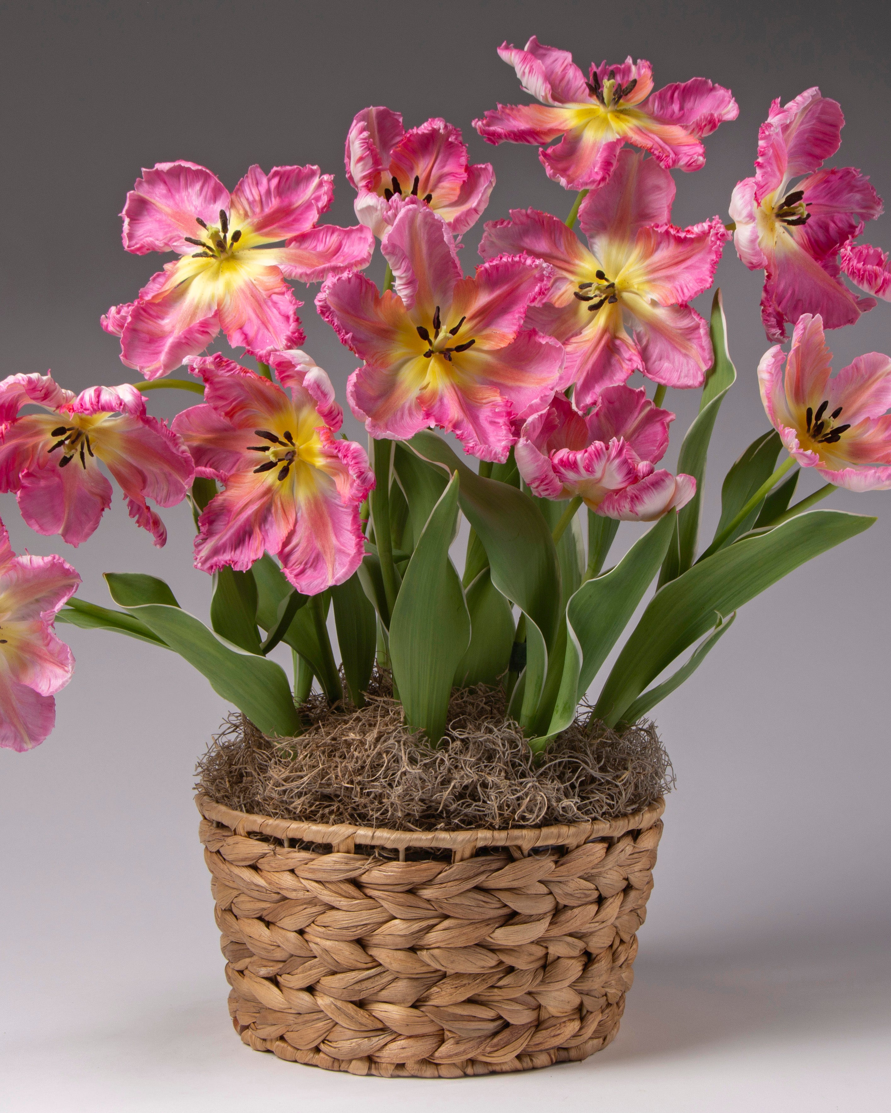 A potted cluster of pink tulips with yellow centers and green leaves, arranged in a woven natural fiber basket with moss fill, photographed against a smooth gray studio background.