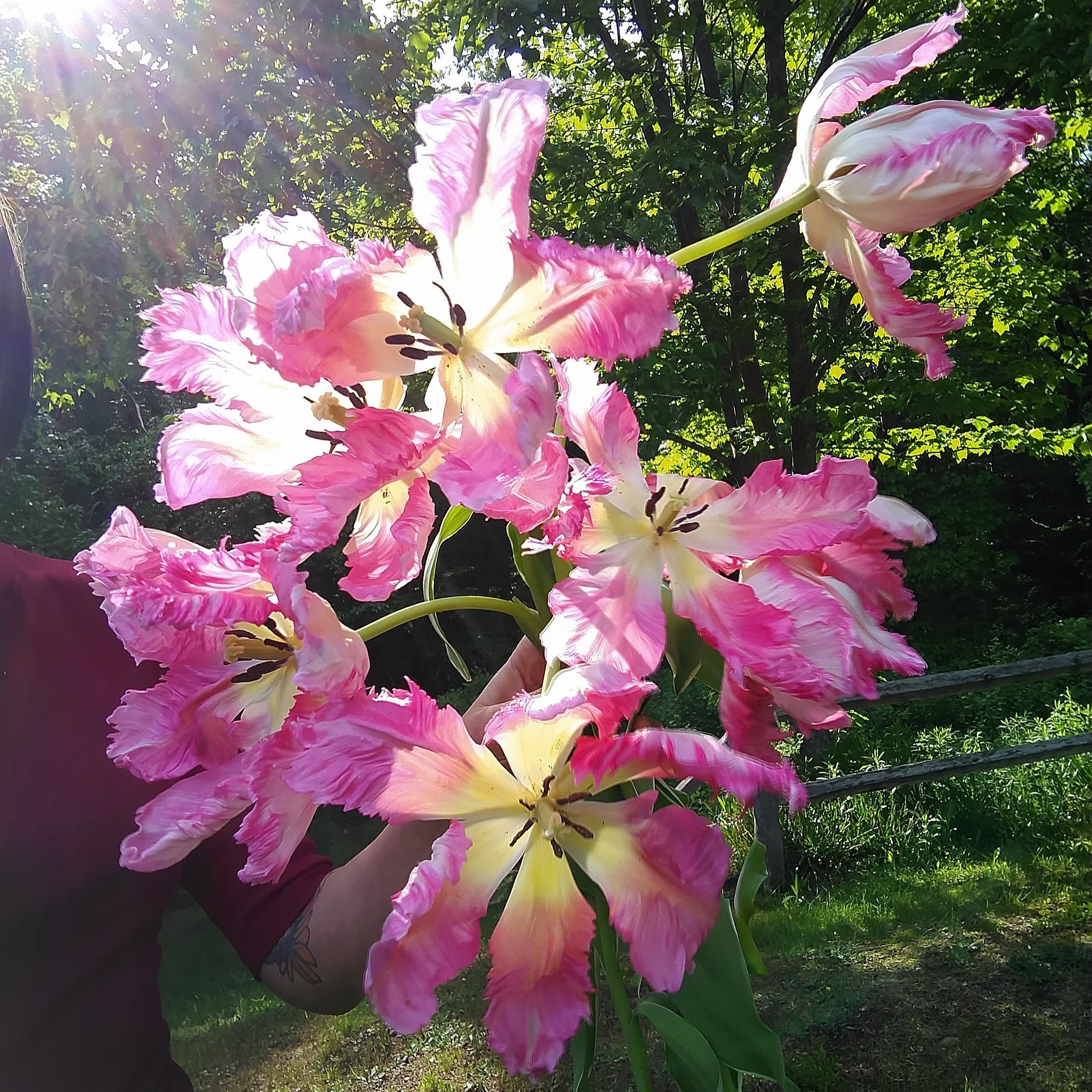 A person holds a bouquet of vibrant pink and white tulips against a backdrop of lush green trees with sunlight filtering through the leaves. The person's arm and part of their red shirt are visible, but their face is out of the frame, evoking a scene as charming as Silver Parrot Potted Tulips in spring.