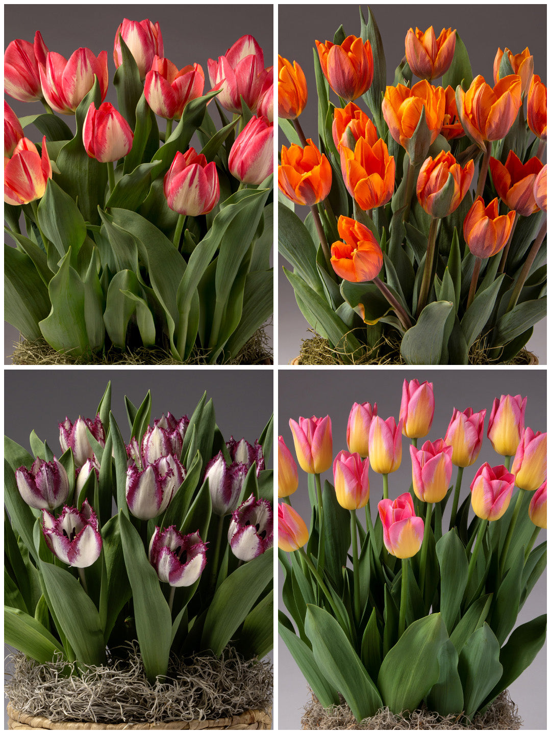 Four Months of Single Tulips
