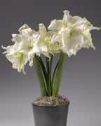 Two large white amaryllis with green stems and leaves, potted in a dark gray pot with sphagnum moss, set against a solid gray studio background.