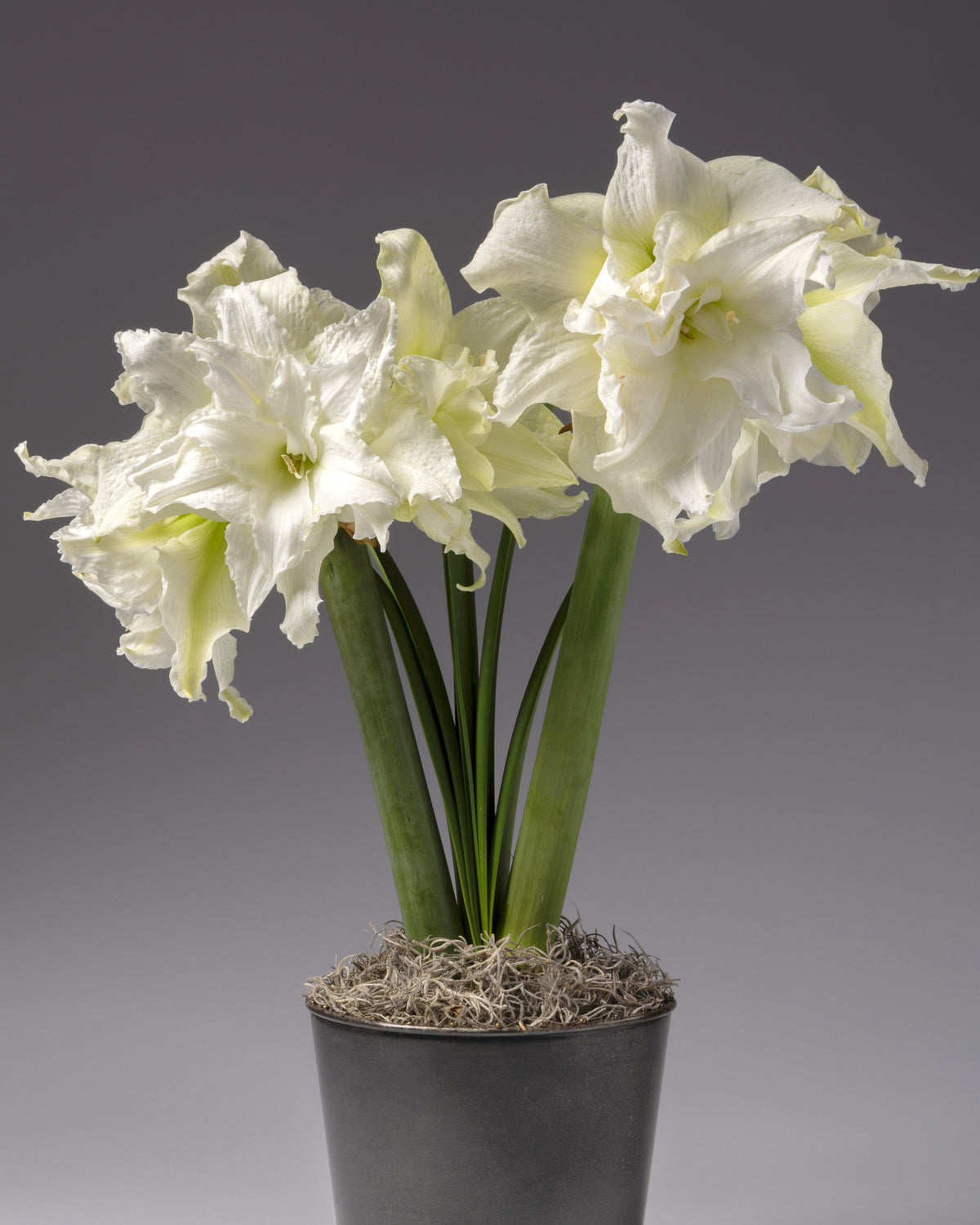 Two large white amaryllis with green stems and leaves, potted in a dark gray pot with sphagnum moss, set against a solid gray studio background.