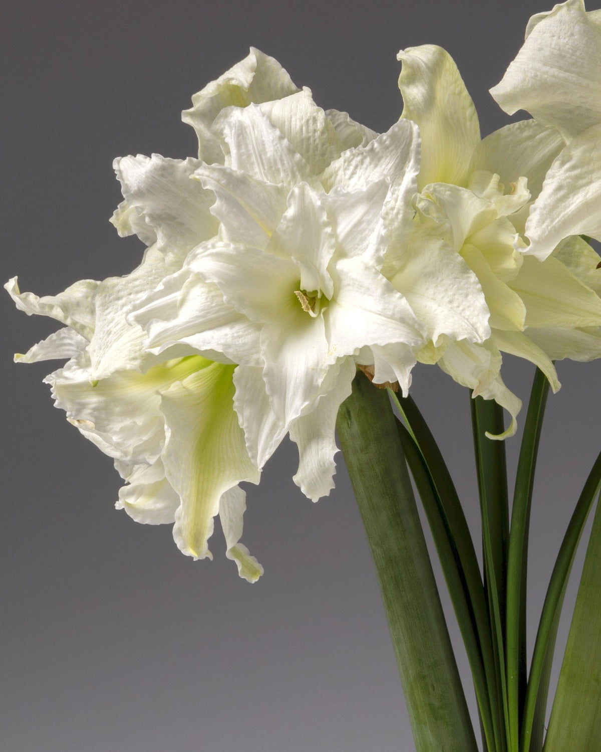 White amaryllis with ruffled petals and green leaves, photographed against a smooth dark gray studio background.