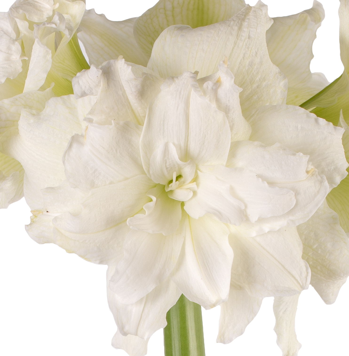 Close-up of a Snow White Amaryllis - Bare Bulb flower in full bloom, showcasing its multiple layers of delicate petals and a green stem, set against a plain white background.