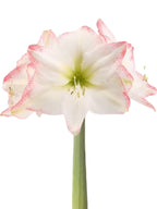 A single white amaryllis flower with pink-tipped petals and a green stem, isolated on a white background.