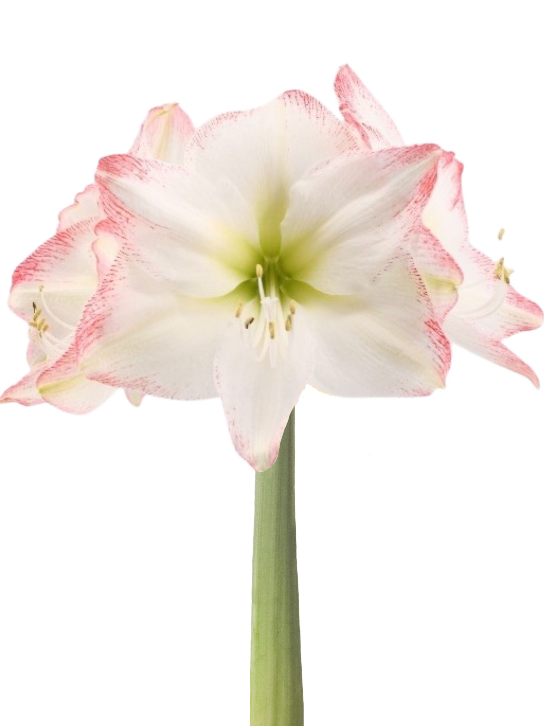 A single white amaryllis flower with pink-tipped petals and a green stem, isolated on a white background.