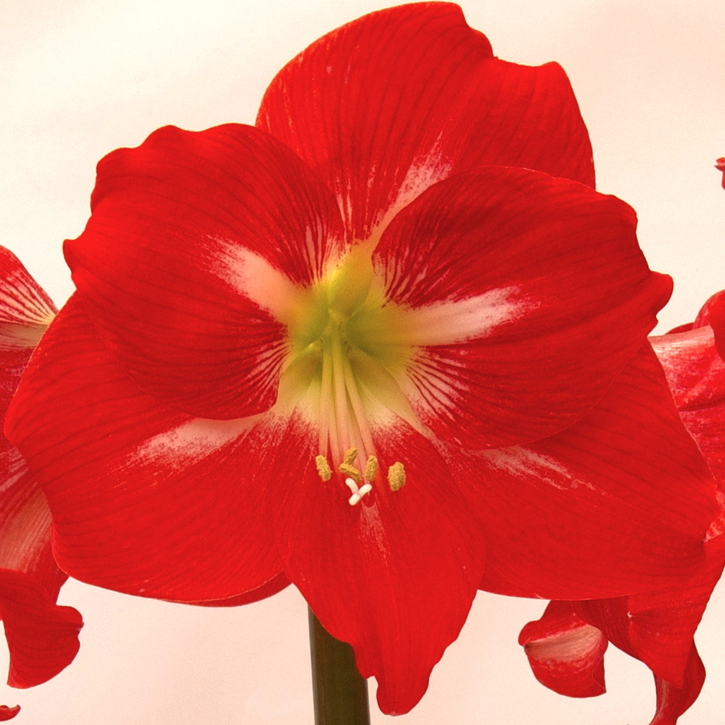 Close-up of a vibrant red *Solitaire Amaryllis* flower showcasing white accents near the center and yellow stamens. The light, blurred background enhances the prominence of the flower's intricate details.