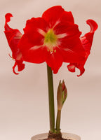 The Solitaire Amaryllis, with its vibrant red petals and central yellow-white throat, stands tall on a green stem above its bulb. Multiple open blooms surround the central flower, and a smaller bud near the base hints at potential new blooms. The flower is set against a soft, neutral beige background.