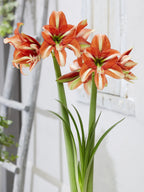 Amaryllis flowers with bright orange-red petals and pale cream stripes, growing on tall green stems with narrow green leaves, shown against a softly blurred white wall and ladder background.