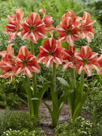 A cluster of red and white striped amaryllis flowers blooming in a garden setting with green foliage and soil visible.