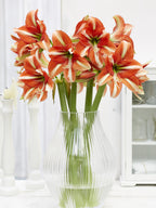 Several orange and white amaryllis with green stems and leaves in a clear glass vase against a white gradient background.