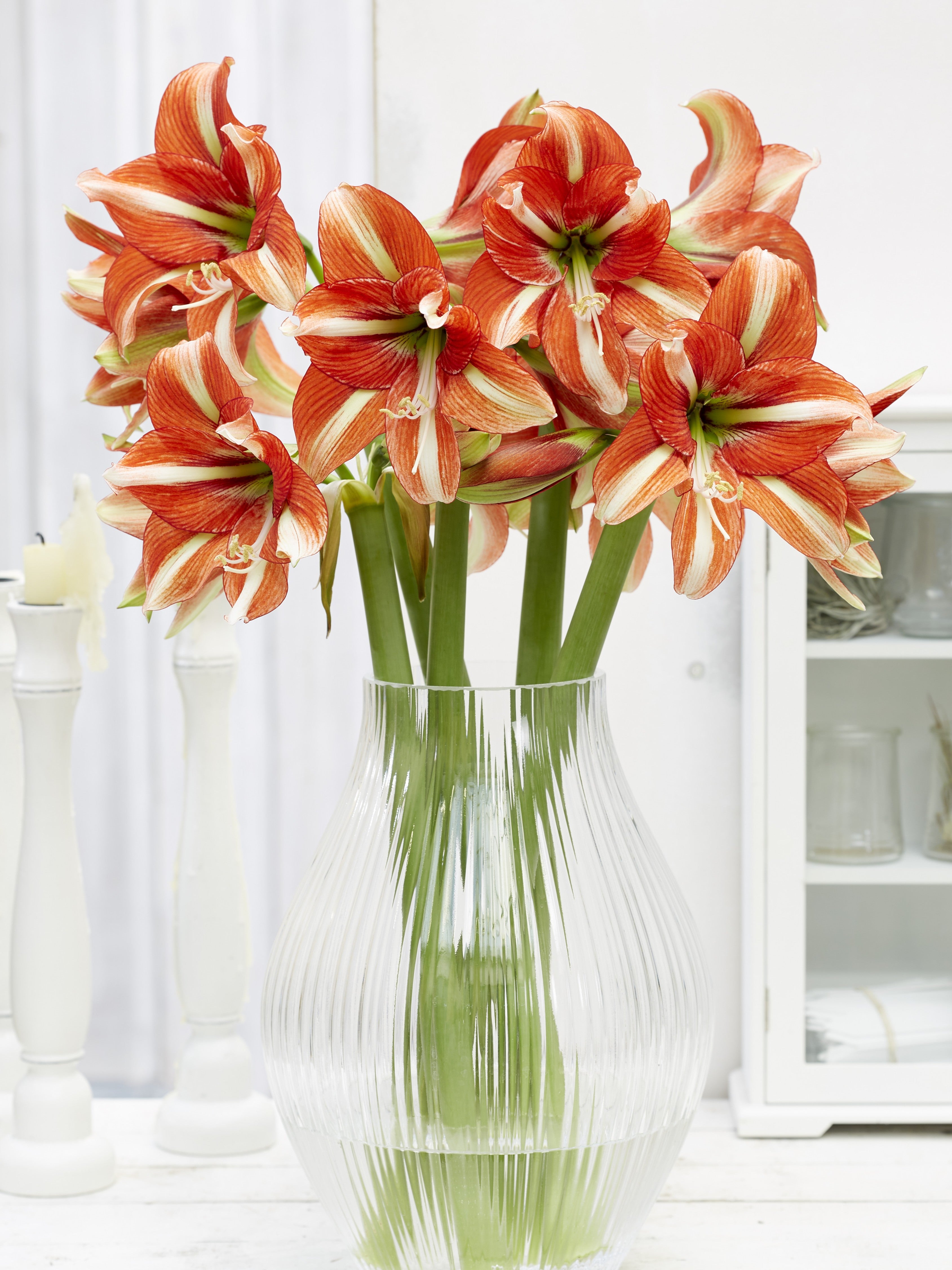 Several orange and white amaryllis with green stems and leaves in a clear glass vase against a white gradient background.