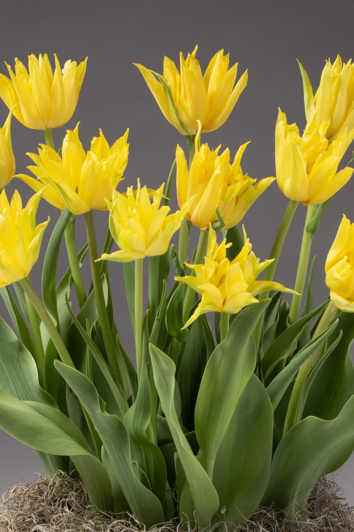 The Spider Yellow Potted Tulips are displayed in a wicker basket, showcasing numerous vibrant yellow blooms with green leaves against a neutral gray background. The tulips, in full bloom, create a cheerful and lively display, while moss at the base adds an earthy touch to the arrangement.