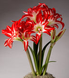 A cluster of vibrant red and white Splash Amaryllis - Bare Bulb flowers with long green stems stands against a neutral background. Some flowers are fully open, showcasing their bold, striped petals, while a few buds remain closed. The base is covered in light moss.